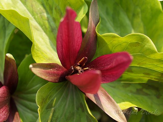 Trillium sessile Rubrum.JPG